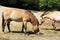 Horse PrzewalskiÃ­ in a zoo in Prague, Czech Republic