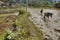 Horse pulling plow on flooded rice field, Zhaoxing, Guizhou, Chi