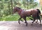 horse pulls a cart with tourists. Tired horses carrying people over Morskie Oko in the Tatra Mountains