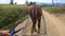 Horse pulls a chaise on a dirt path on a sunny day