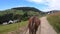 Horse pulls a chaise on a dirt path on a sunny day