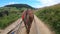 Horse pulls a chaise on a dirt path on a sunny day