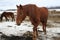 Horse in Quebec. Canada, north America.