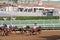 Horse Race at California track near finish line