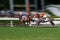 Horse race motion blur, racing horses