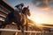 Horse racing, betting on equestrian sports. An equestrian. Many horses are competing, running against the background of the sunset