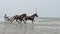 Horse racing, French Trotter, harness racing during Training on the Beach, Cabourg in Normandy, France