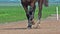 Horse racing, French Trotter racehorses during Racecourse, Caen, Normandy, France