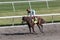 Horse Racing at the Gulfstream Park, Florida