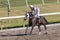 Horse Racing at the Gulfstream Park, Florida