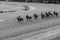 Horse Racing Jockeys Track Black White Vintage