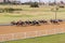 Horse Racing Landscape