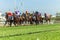 Horse Racing Running Action