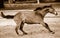 Horse racing in sepia