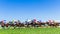 Horse Racing Speed Motion Blur Grass Track