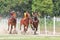 Horse racing in sumba