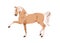 Horse with raised leg. Stallion profile during Spanish walk, step gait. Steed, trained equine animal going, moving