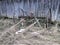 Horse rake for hay, vintage. Black and white photography. Poor land, no people, extinction.