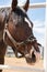 Horse in ranch. Portrait of a horse, brown horse