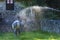Horse receiving a water jet in a meadow