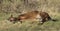 Horse reclining in a rural area.