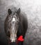 Horse with red heart, valentine