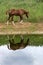 Horse Reflection