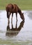 Horse reflection