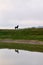 Horse reflection in water