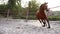 Horse regular training running circle arena