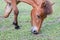 A Horse Relaxing In The Park.