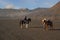 Horse for rent in Bromo mountain