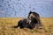 Horse resting in a field