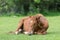 Horse resting on meadow