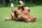 Horse resting on meadow