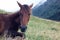 Horse rests on the grass after lunch