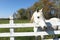 Horse Rests Head on White Picket Fence