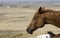 A Horse Rests in a Pasture (Headshot)