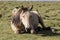 A horse rests in the steppe at Song Kul Lake