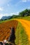 Horse ride in Cuba. Vinales tobacco farm