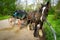 Horse ride in Killarney National Park