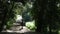 Horse Rider in the Forest on a Summers Day