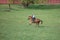 horse and rider galloping during eventing competition