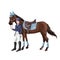Horse and rider girl woman in ammunition for jumping - saddle, cap, bridle, halter, wagtrap, stamping, boots, cylinder