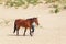 Horse with rider on the North Sea Texel beach