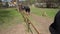 Horse rider protective helmets hang on stable paddock fence. Gimbal movement