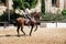 Horse rider riding a brown andalusian horse in Historic Royal St