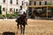 Horse rider riding a brown andalusian horse in Historic Royal St