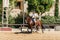 Horse rider riding a brown andalusian horse in Historic Royal St