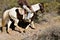 Horse and rider on a rocky trail